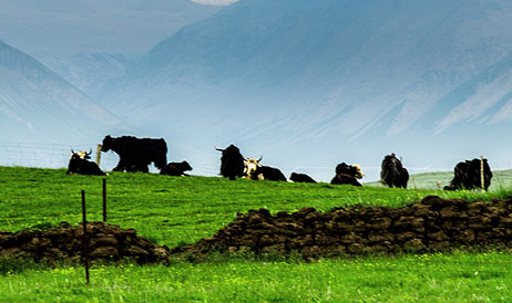 吾玛拥有自身的专属牧场，牧场里的奶牛只吃草不吃饲料，纯天然、原生态